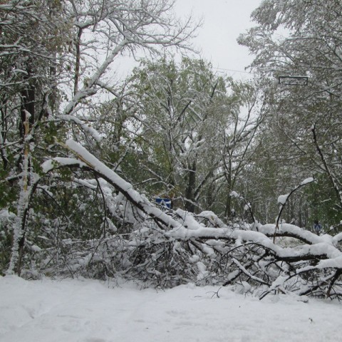 Кишинев после стихии: поваленные деревья разгромили кладбища столицы